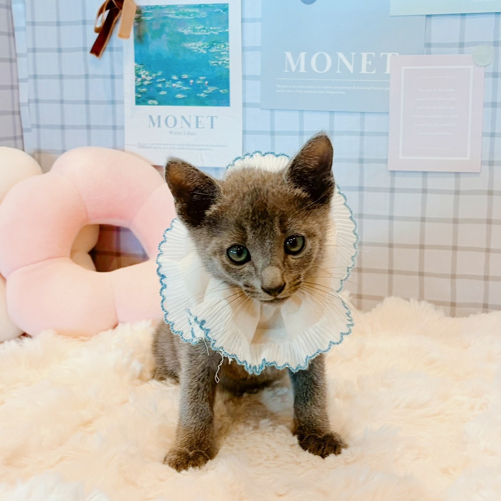福井県のロシアンブルー (犬の家＆猫の里福井店/2026年4月10日生まれ/男の子/ブルー)の子猫の1枚目の画像