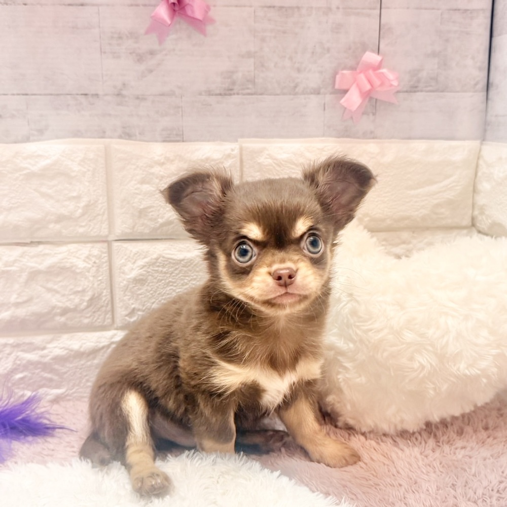 静岡県のチワワ(ロング) (犬の家＆猫の里プレ葉ウォーク浜北店/2026年4月18日生まれ/男の子/チョコレートクリーム)の子犬の1枚目の画像
