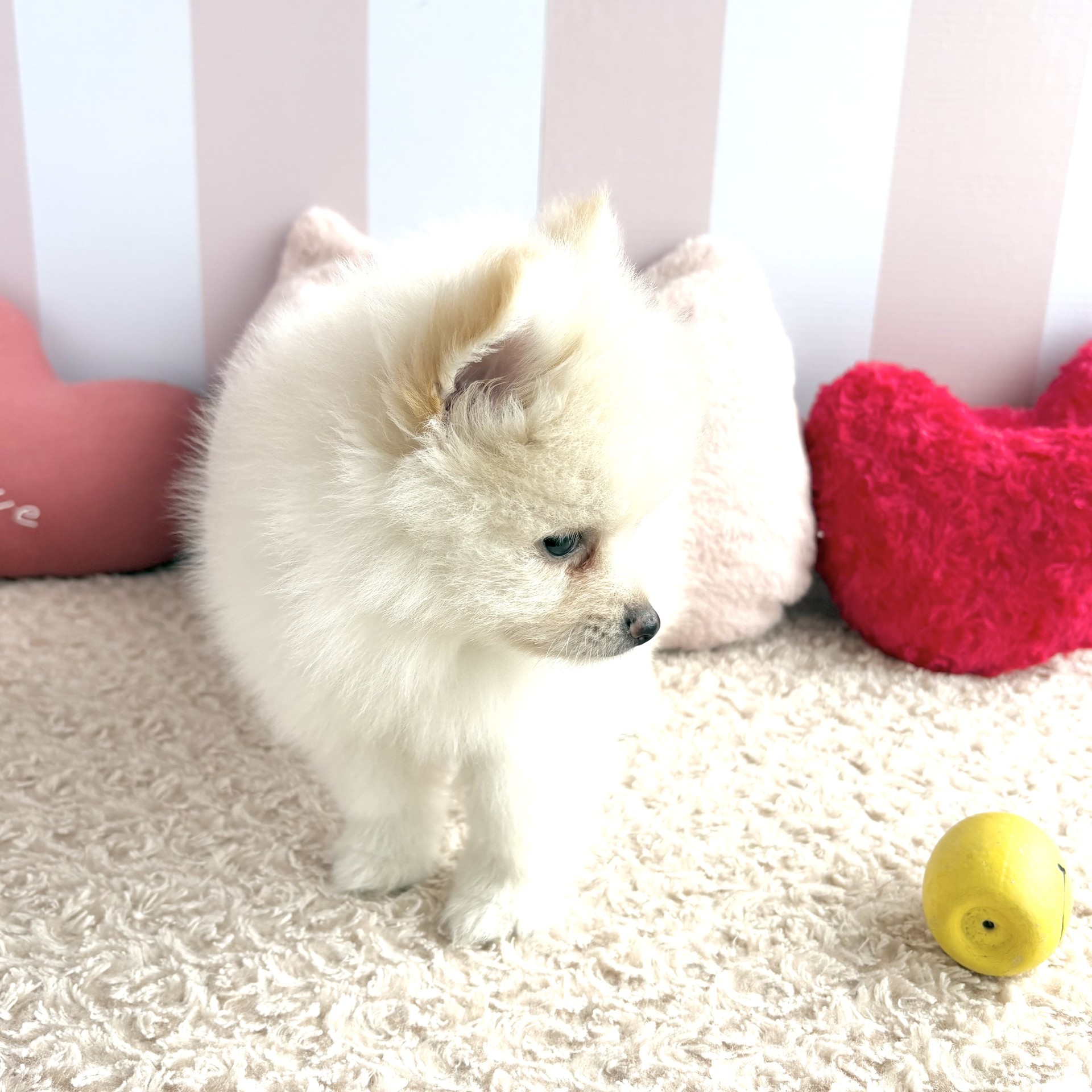 生体画像5