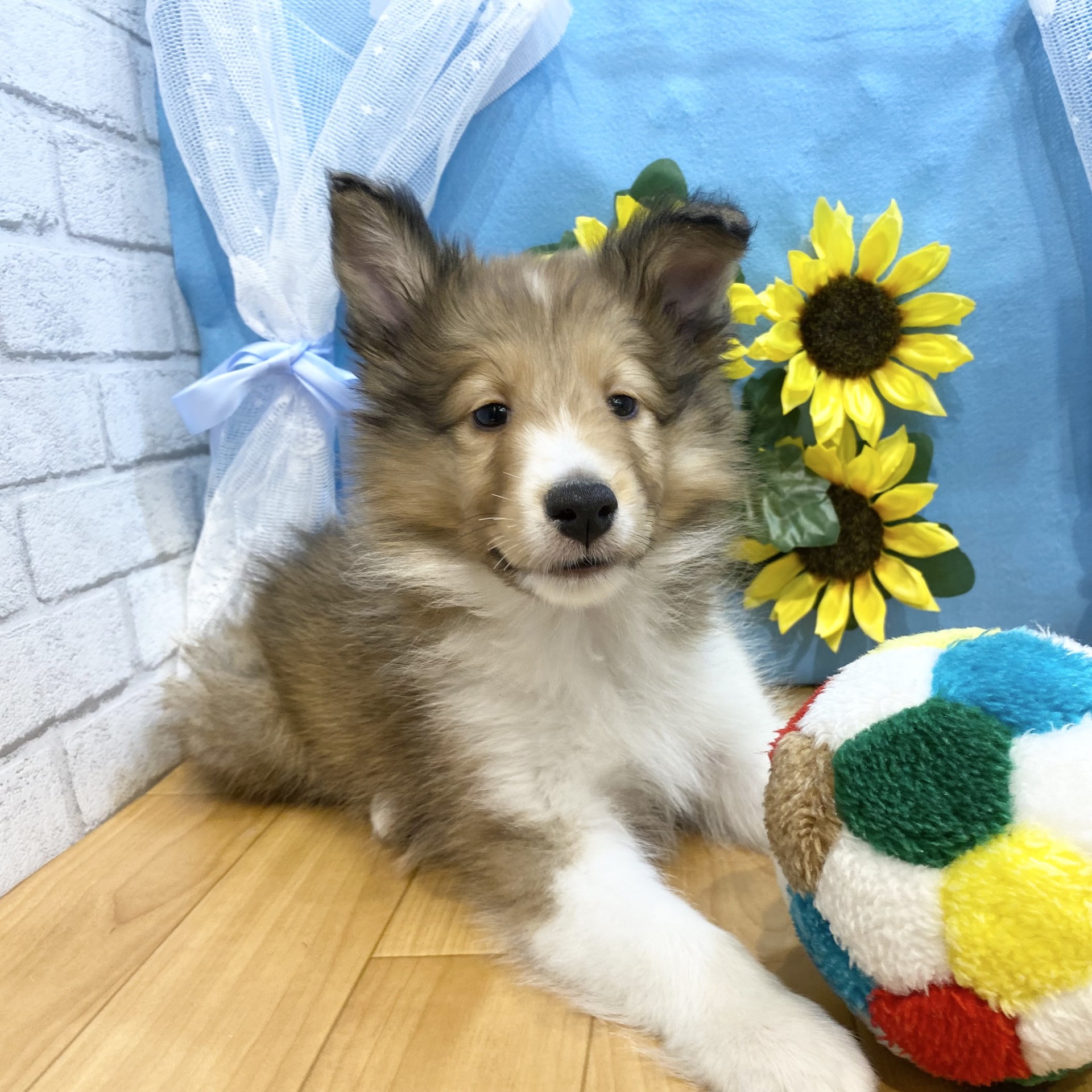 長野県のシェットランドシープドッグ (犬の家＆猫の里カインズ梓川店/2026年4月18日生まれ/男の子/セーブルホワイト)の子犬の1枚目の画像