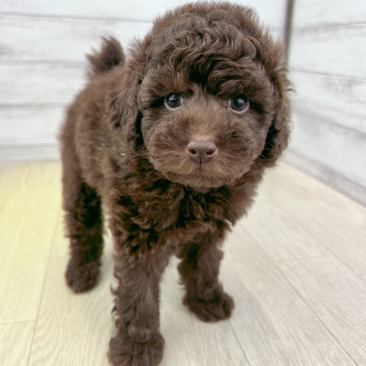 愛知県のトイプードル(トイ) (犬の家＆猫の里春日井本店/2026年4月20日生まれ/男の子/ブラウン)の子犬の1枚目の画像