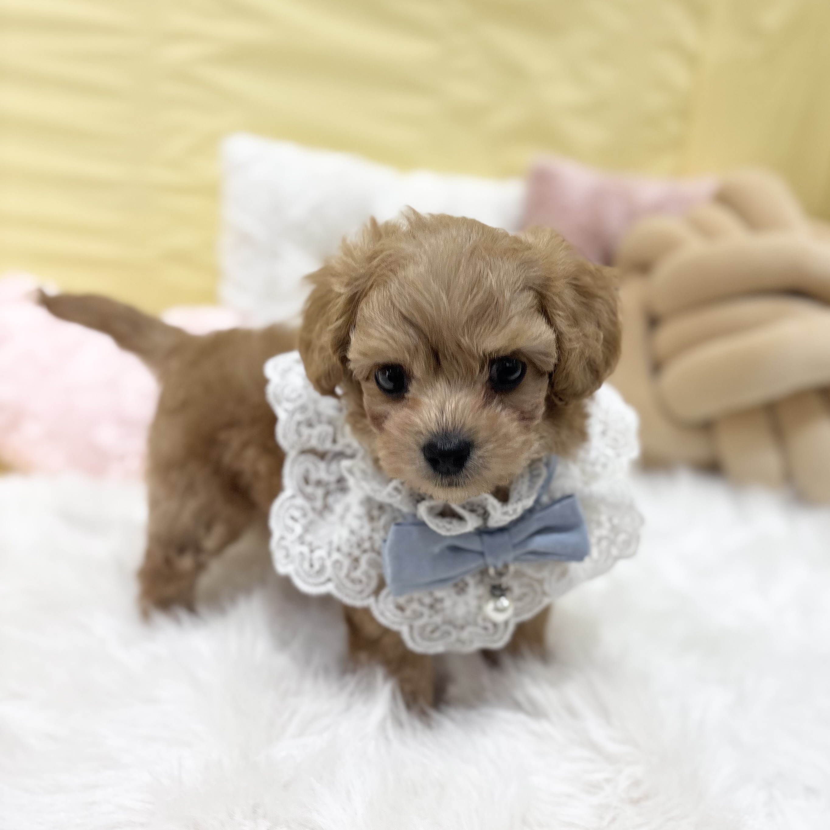ハーフ犬男の子の写真