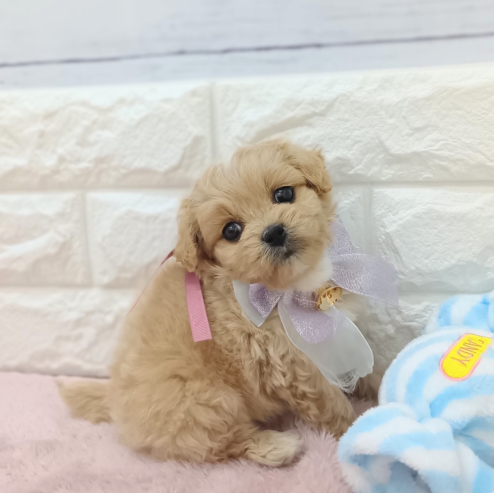 静岡県のペキプー(ペキニーズ×プードル) (犬の家＆猫の里アミーゴ浜松和田店/2026年4月21日生まれ/女の子/アプリコット)の子犬の1枚目の画像