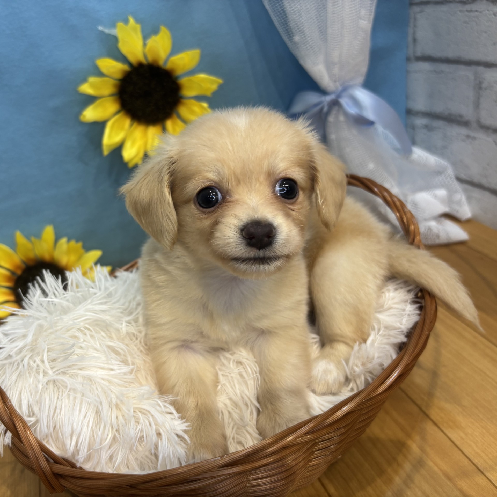 長野県のチワックス(チワワ×ダックス) (犬の家＆猫の里カインズ梓川店/2026年4月20日生まれ/女の子/クリーム)の子犬の1枚目の画像