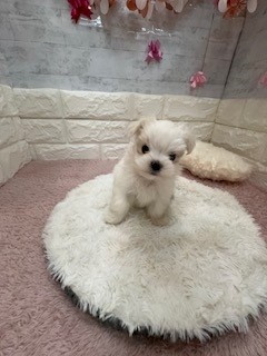 生体画像５