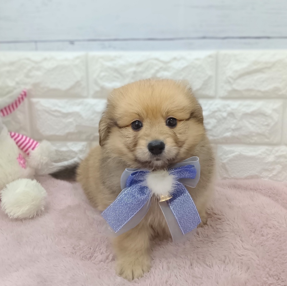静岡県のポメックス(ポメラニアン×ダックス) (犬の家＆猫の里アミーゴ浜松和田店/2026年4月19日生まれ/男の子/オレンジ)の子犬の1枚目の画像