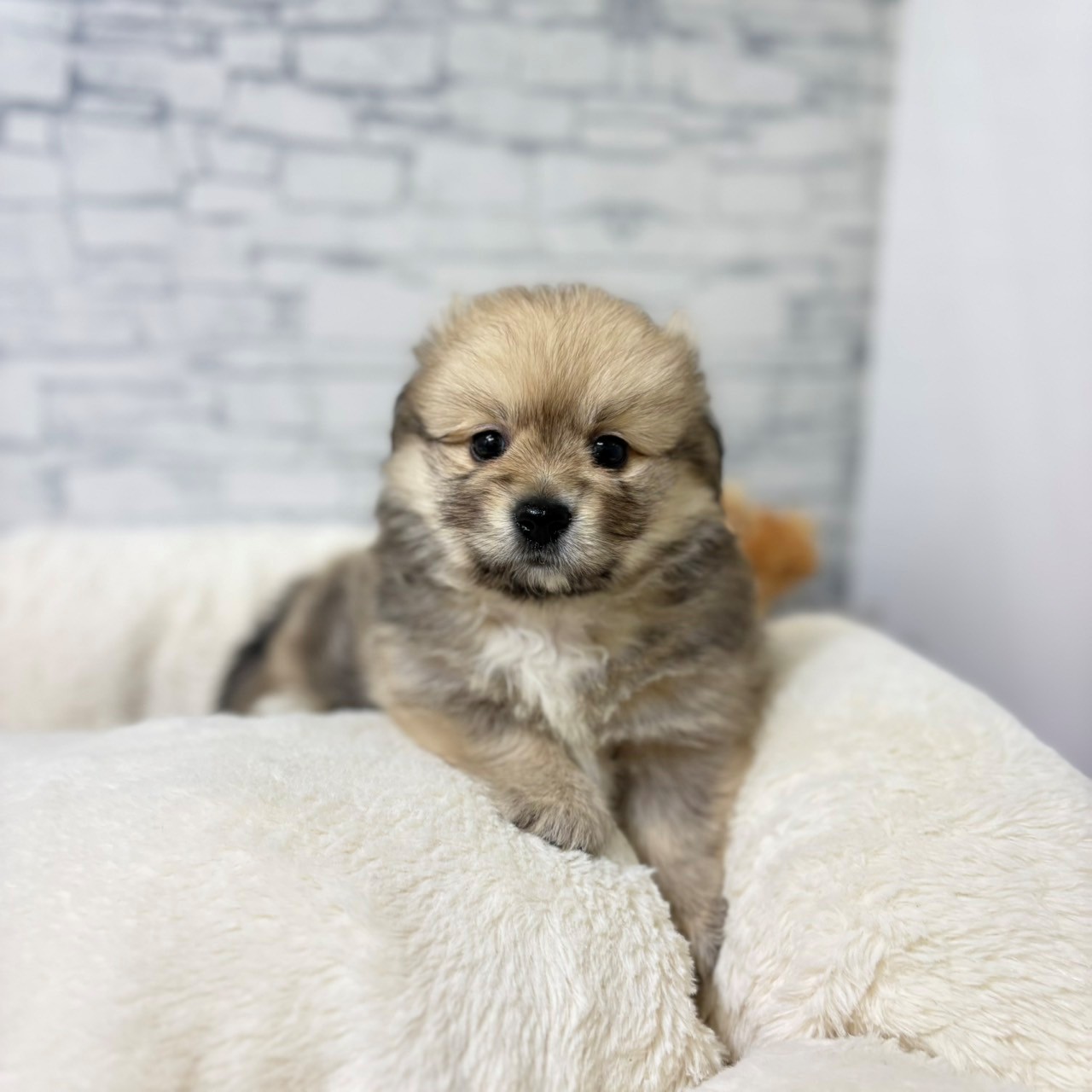 ハーフ犬男の子の写真