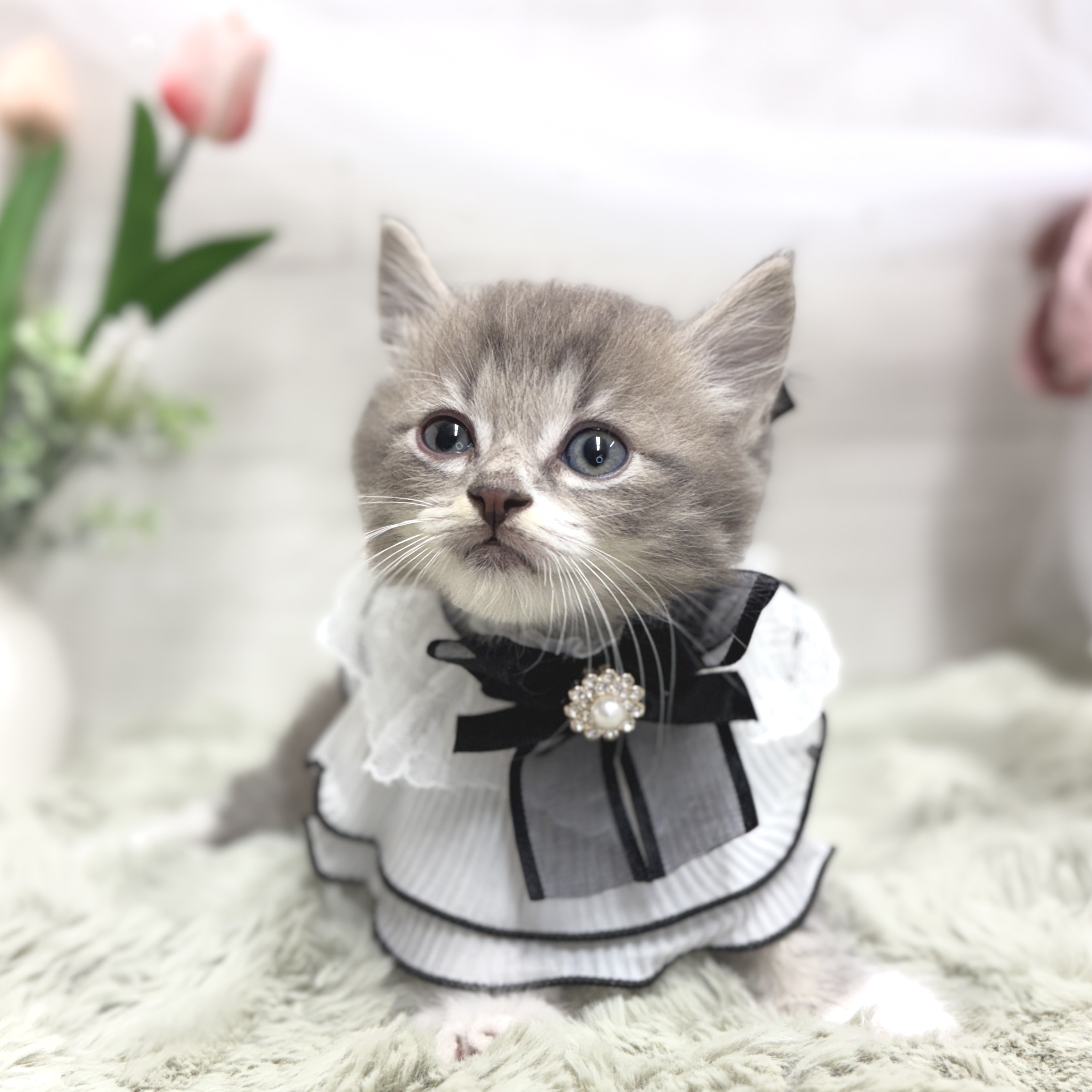 生体画像５