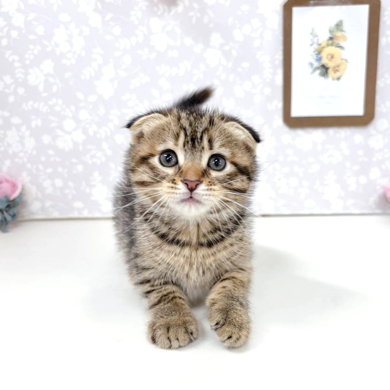 富山県のスコティッシュフォールド (犬の家＆猫の里アミーゴ高岡蓮花寺店/2026年4月20日生まれ/女の子/ブラウンタビー)の子猫の1枚目の画像