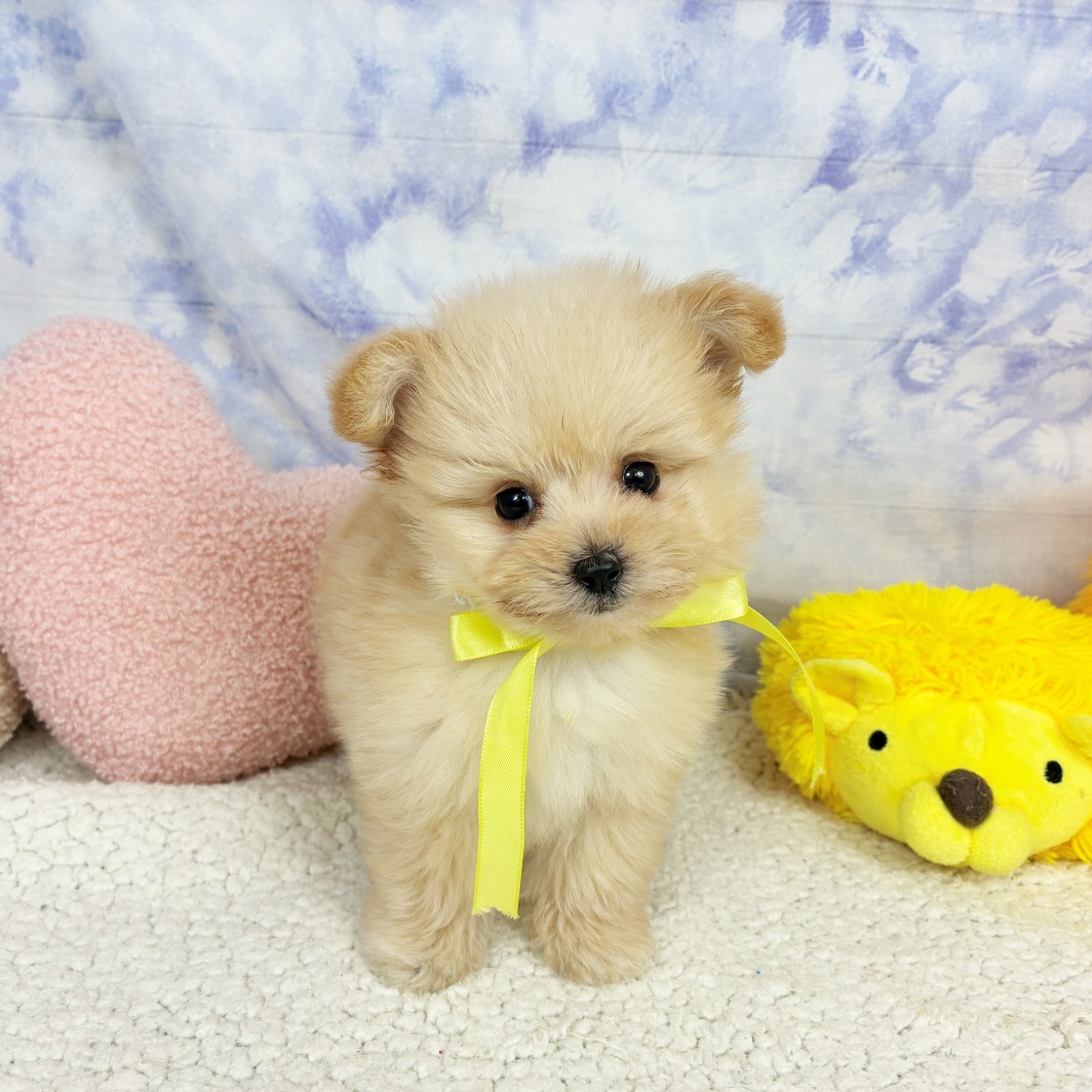 兵庫県のポメプー(ポメラニアン×プードル) (犬の家＆猫の里川西店/2026年4月22日生まれ/男の子/クリーム)の子犬の1枚目の画像