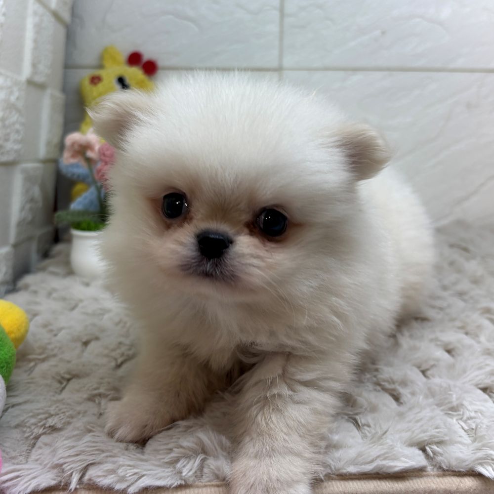 ハーフ犬男の子の写真
