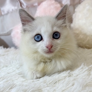 兵庫県のラグドール (犬の家＆猫の里カナート西神戸店/2026年4月25日生まれ/女の子/ブルーポイントバイカラー)の子猫の1枚目の画像