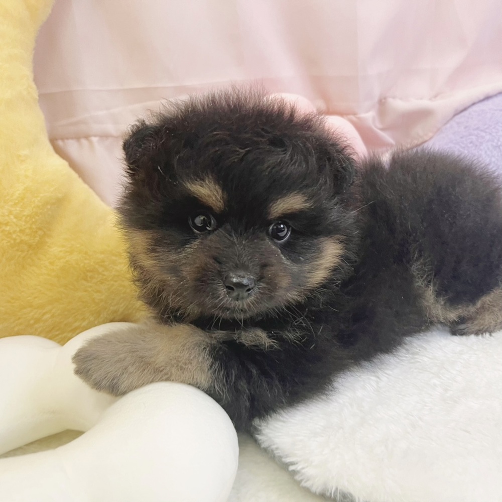 静岡県のハーフ犬・ミックス犬 (犬の家＆猫の里マークイズ静岡店/2026年4月27日生まれ/男の子/ブラックタン)の子犬の1枚目の画像