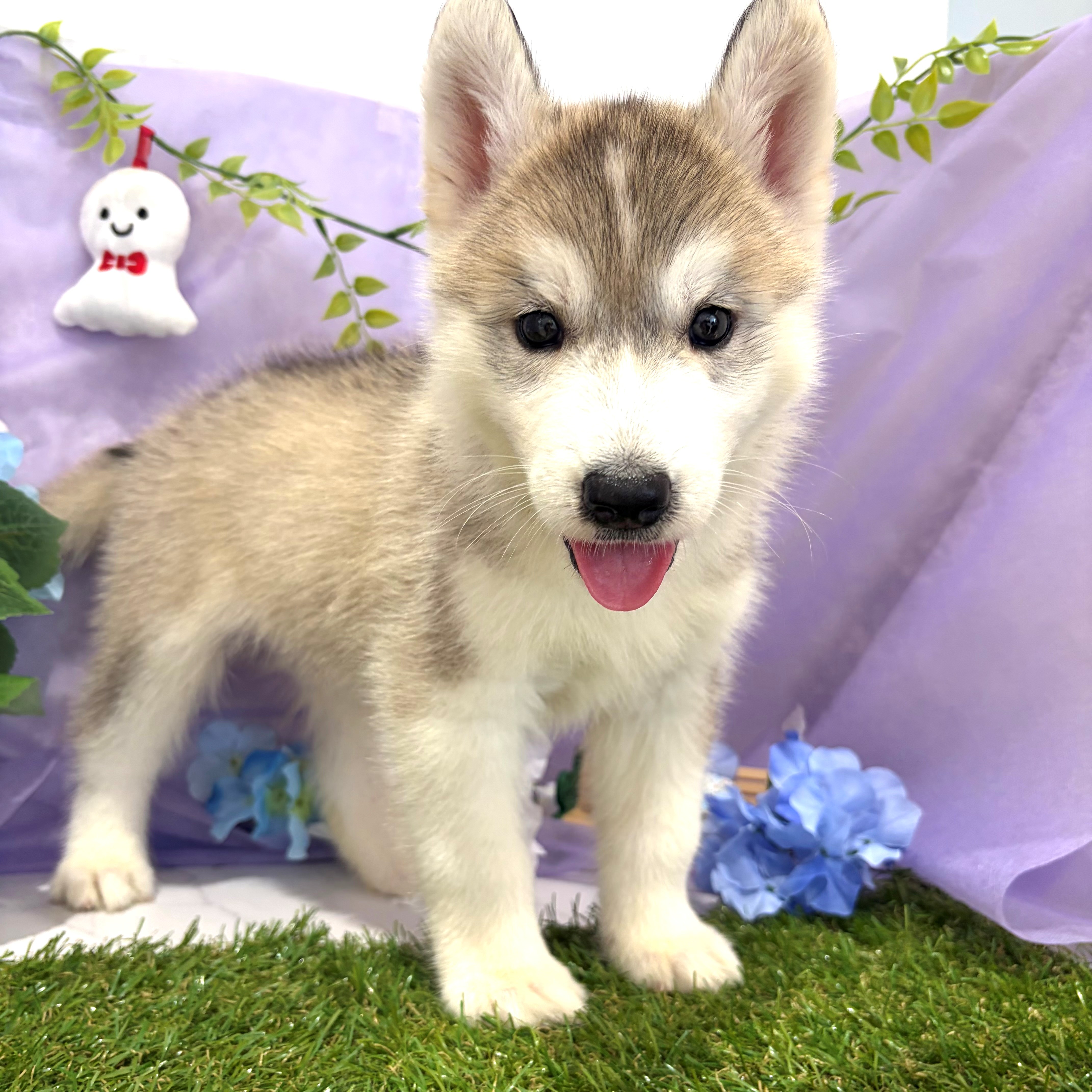 シベリアンハスキーはなぜオッドアイが多い？ | ペットショップ 犬の家