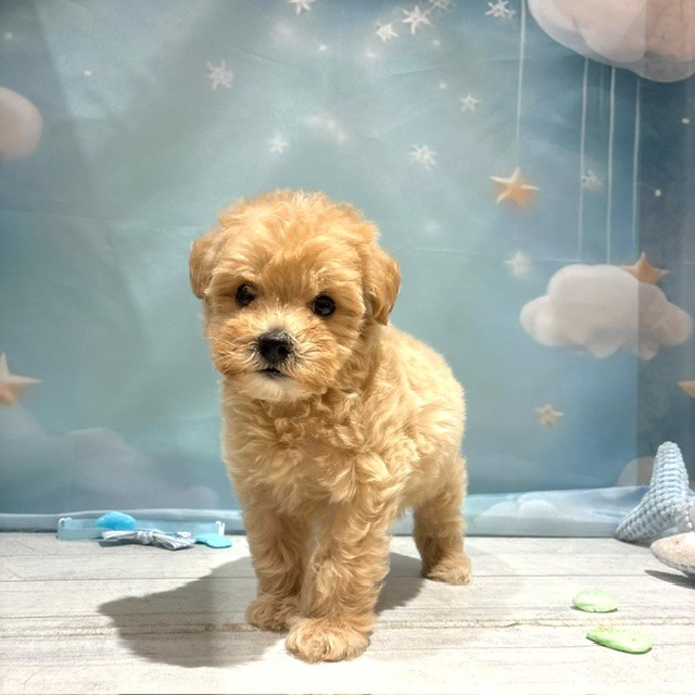 福岡県のマルプー(マルチーズ×プードル) (犬の家＆猫の里トリアス久山店/2026年4月26日生まれ/男の子/アプリコット)の子犬の1枚目の画像