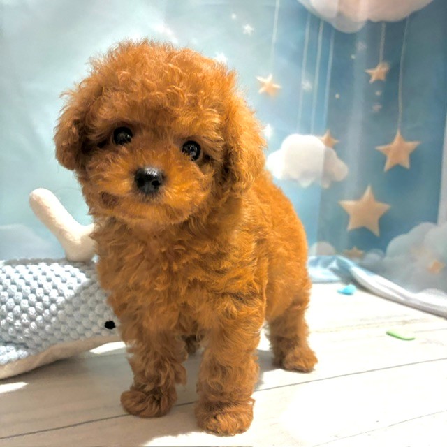 福岡県のトイプードル(タイニー) (犬の家＆猫の里トリアス久山店/2026年4月28日生まれ/男の子/レッド)の子犬の1枚目の画像