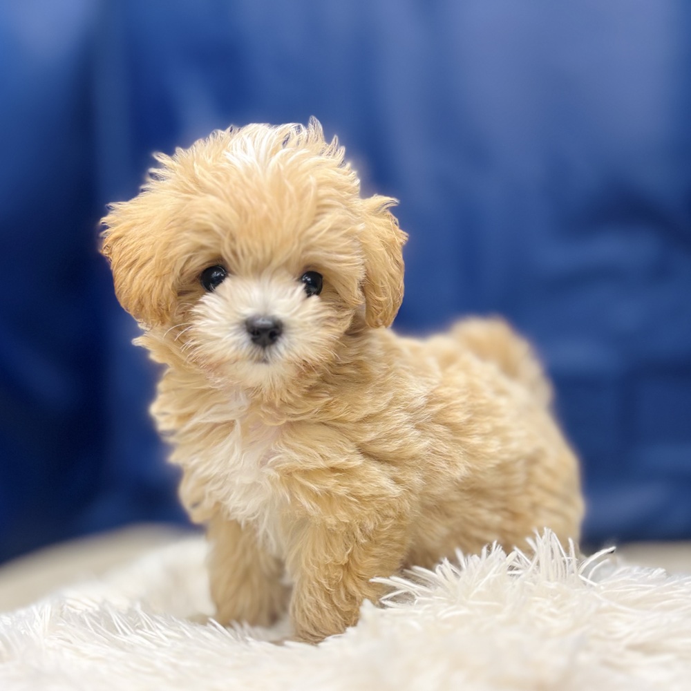 岐阜県のマルプー(マルチーズ×プードル) (犬の家＆猫の里中津川店/2026年5月1日生まれ/男の子/アプリコットホワイト)の子犬の1枚目の画像