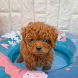 岡山県のトイプードル(トイ) (犬の家＆猫の里倉敷店/2026年5月1日生まれ/男の子/レッドフォーン)の子犬の1枚目の画像
