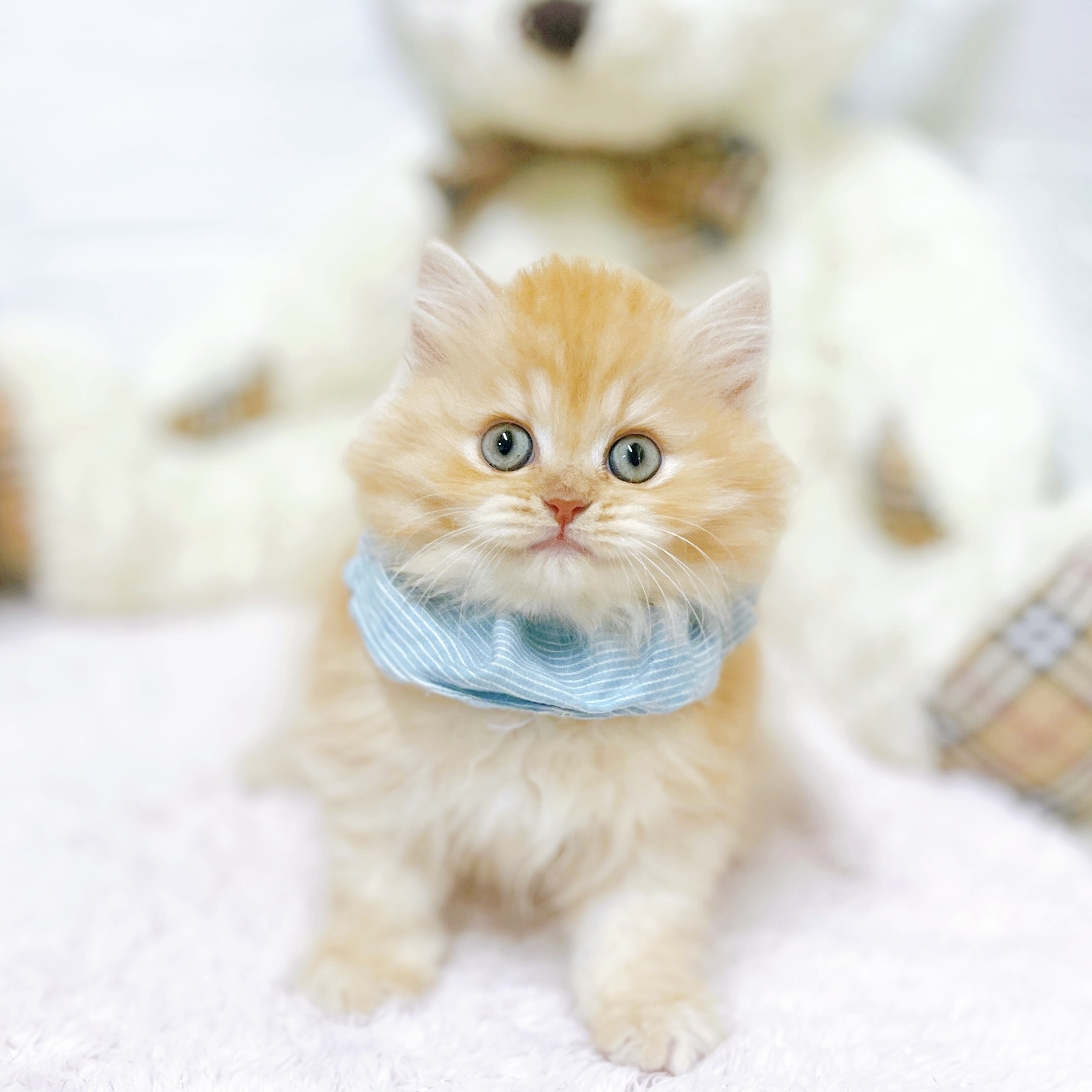 滋賀県のサイベリアン (犬の家＆猫の里近江八幡店/2026年4月26日生まれ/男の子/レッドタビー)の子猫