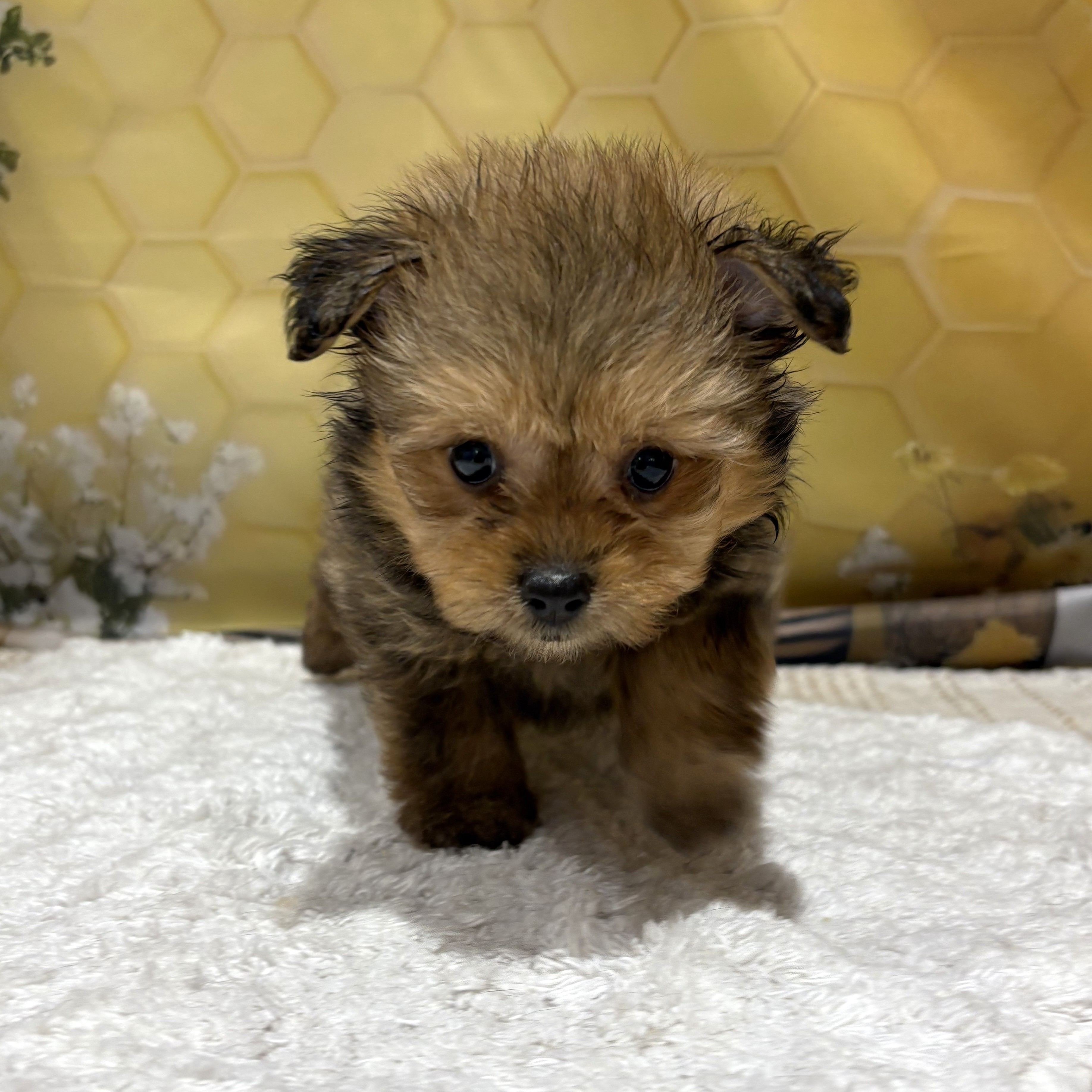 福岡県のポメプー(ポメラニアン×プードル) (犬の家＆猫の里トリアス久山店/2026年5月2日生まれ/女の子/オレンジ)の子犬の1枚目の画像