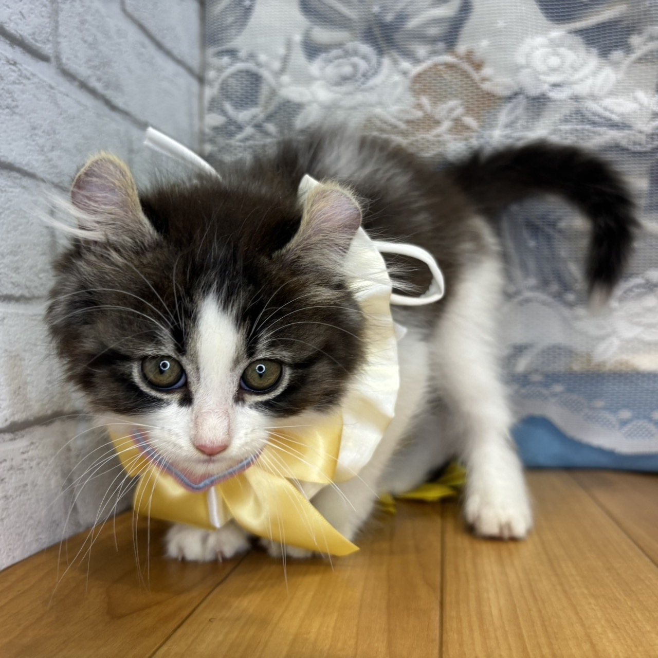 長野県のアメリカンカール (犬の家＆猫の里カインズ梓川店/2026年5月3日生まれ/男の子/ブラウンタビーホワイト)の子猫の1枚目の画像