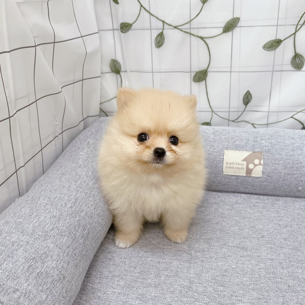 長野県のポメラニアン (犬の家＆猫の里塩尻店/2026年5月4日生まれ/女の子/クリーム)の子犬の1枚目の画像