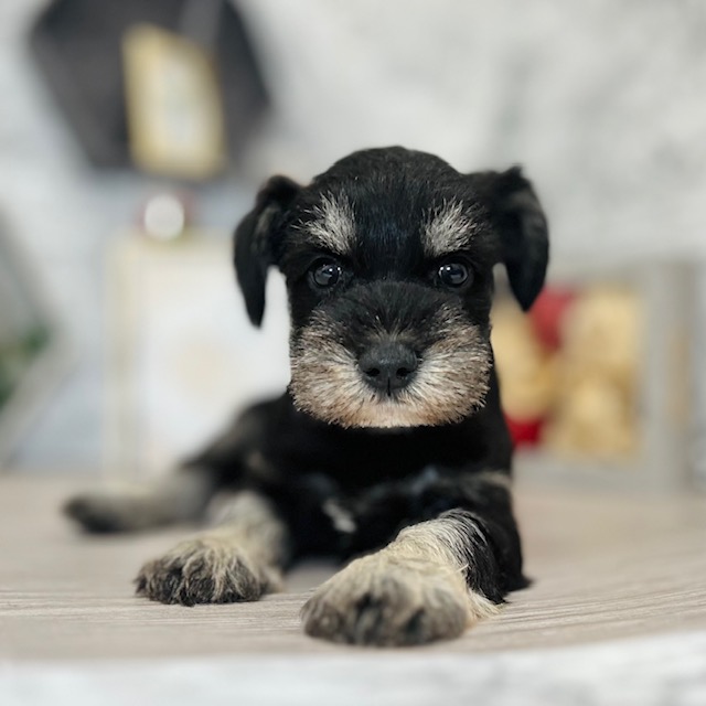 千葉県のミニチュアシュナウザー (犬の家＆猫の里ワンズモール稲毛店/2026年5月5日生まれ/女の子/ブラックシルバー)の子犬の1枚目の画像