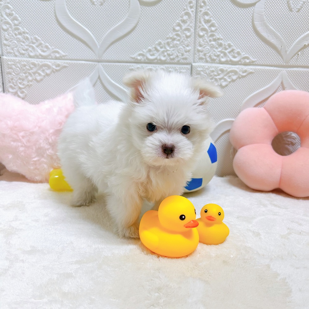生体画像５