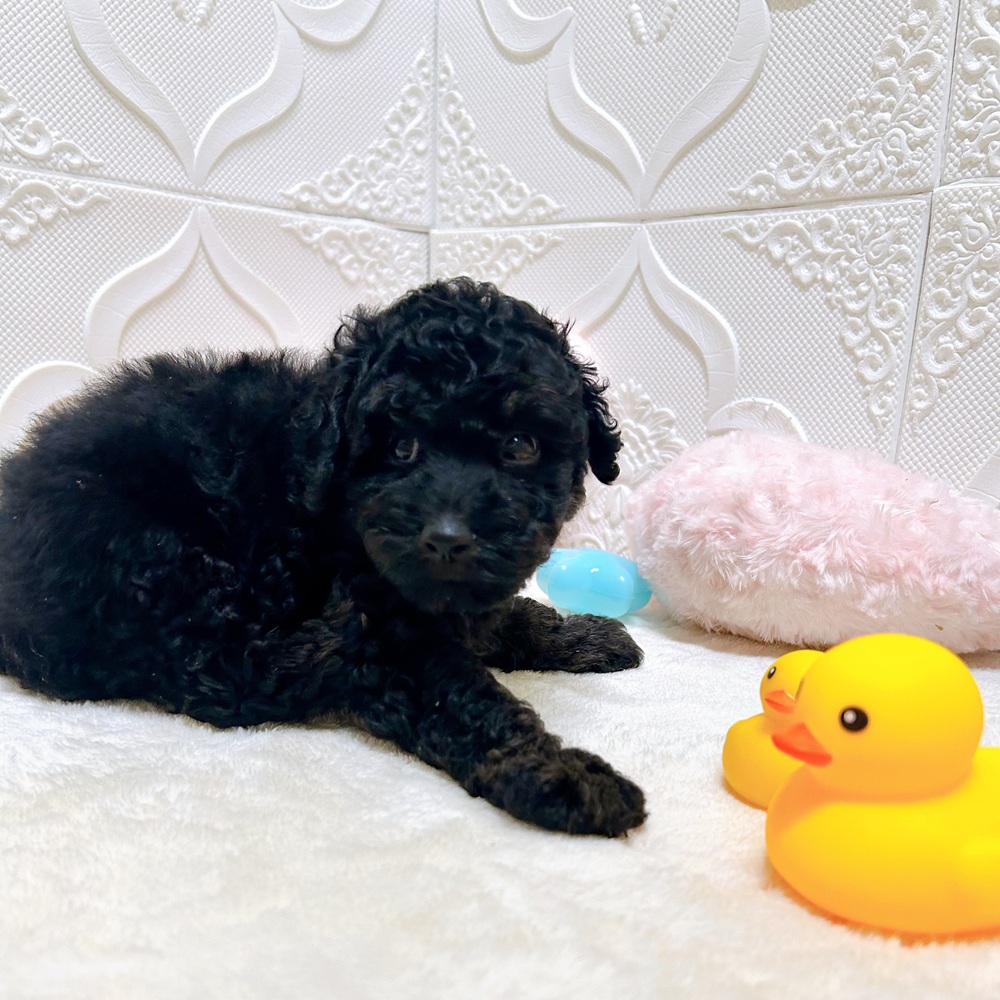 愛知県のトイプードル(トイ) (犬の家＆猫の里岡崎店/2026年5月4日生まれ/男の子/ブラック)の子犬の1枚目の画像