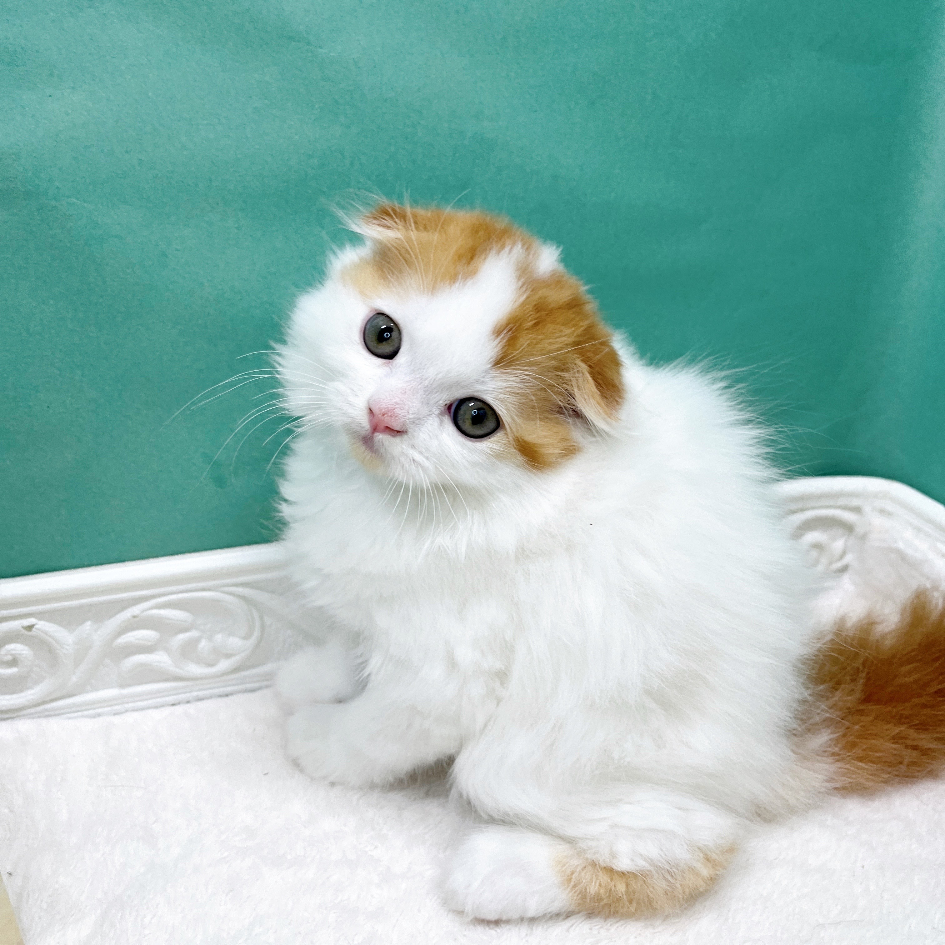 石川県のスコティッシュフォールド (犬の家＆猫の里アミーゴ金沢有松店/2026年5月4日生まれ/女の子/レッドタビーホワイト)の子猫の1枚目の画像