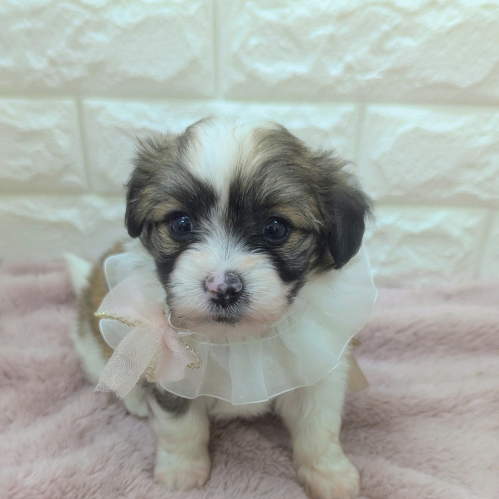 静岡県のハーフ犬・ミックス犬 (犬の家＆猫の里アミーゴ浜松和田店/2026年5月5日生まれ/女の子/ホワイトブラウン)の子犬の1枚目の画像