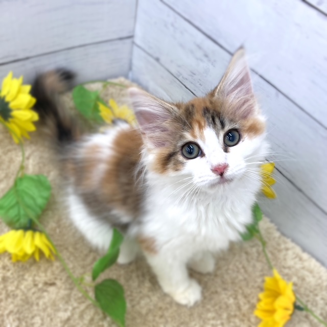ノルウェージャンフォレストキャット女の子の写真