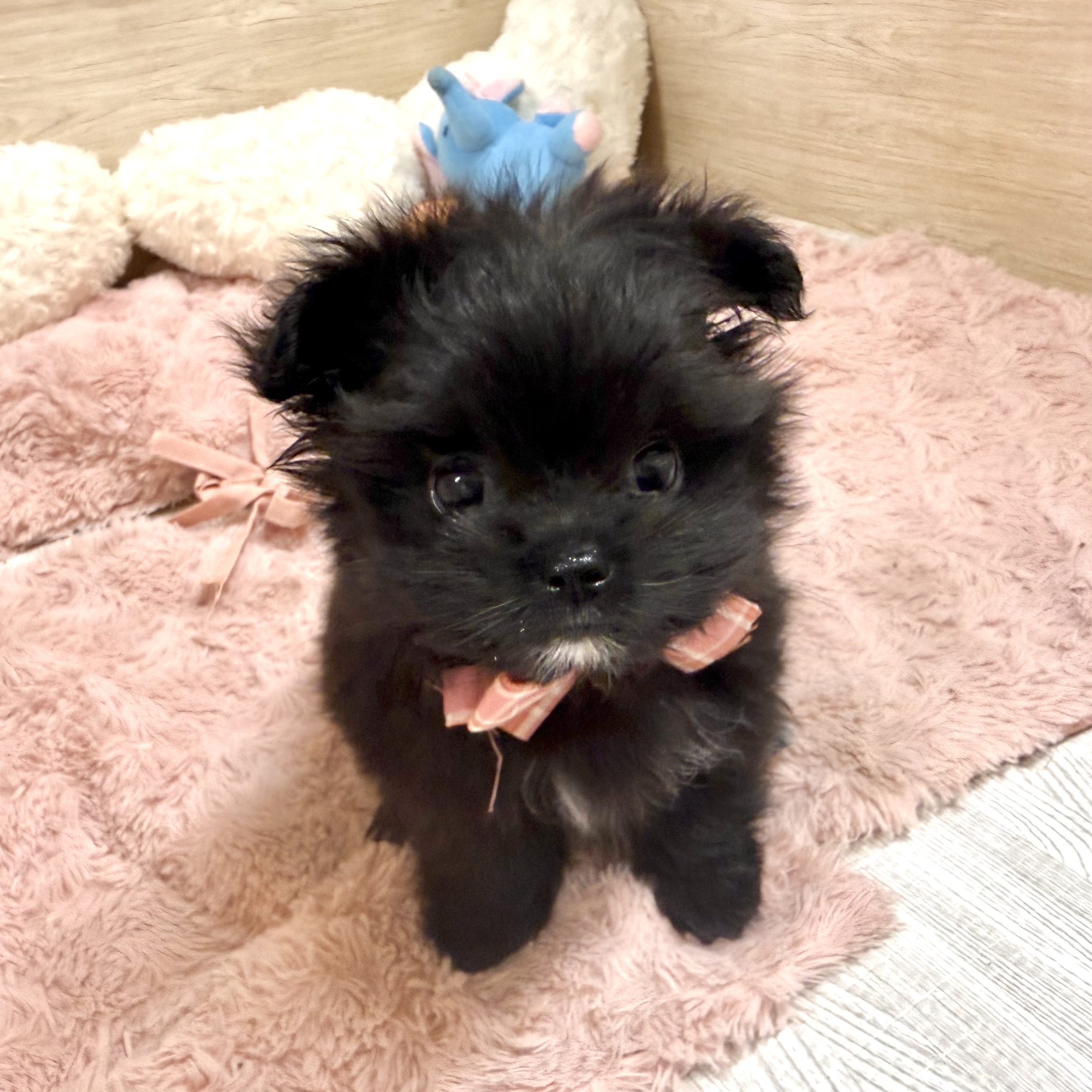 大阪府のポメマル/マルポメ(ポメラニアン×マルチーズ) (犬の家＆猫の里そよら東岸和田店/2026年5月9日生まれ/女の子/ブラックホワイト)の子犬の1枚目の画像