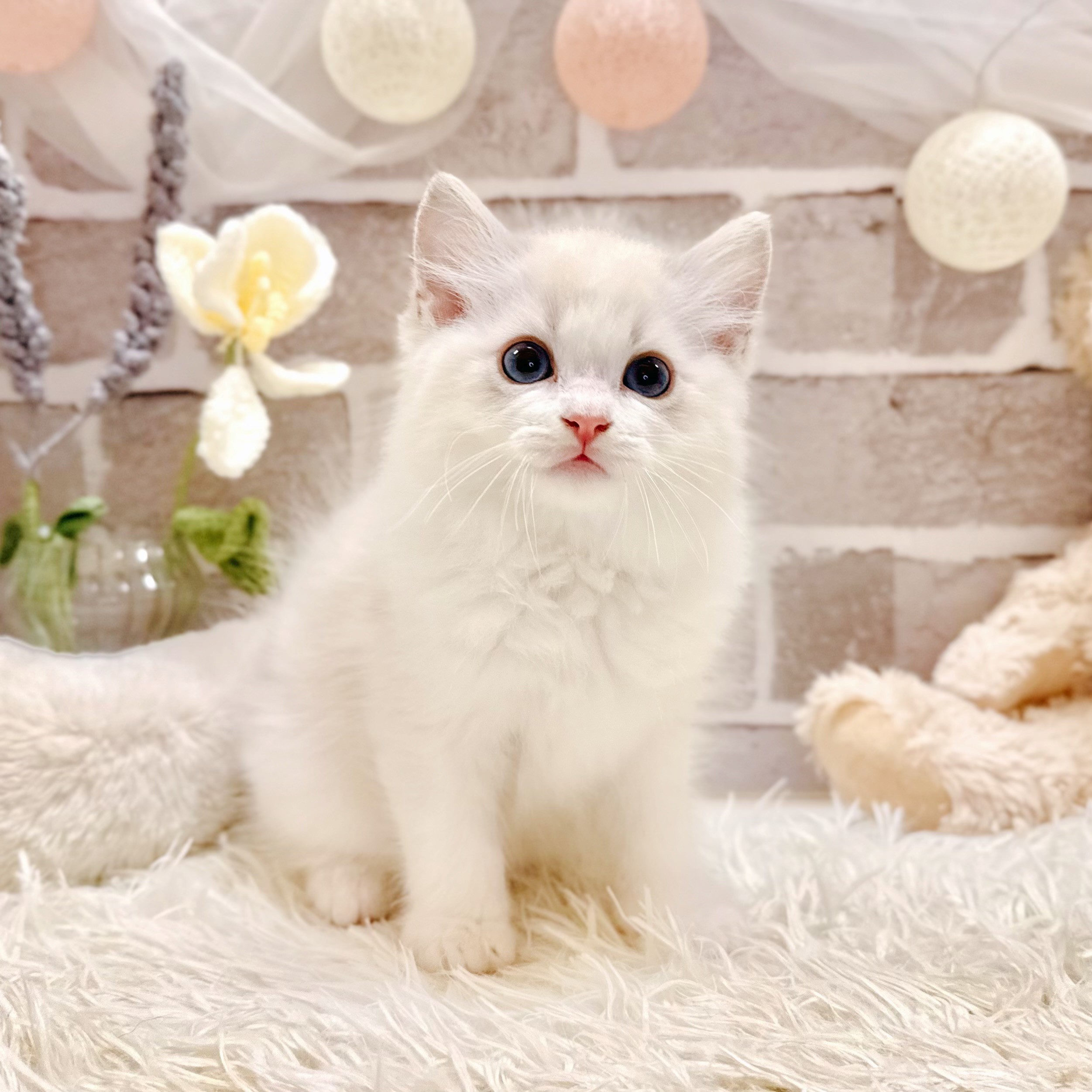 生体画像５