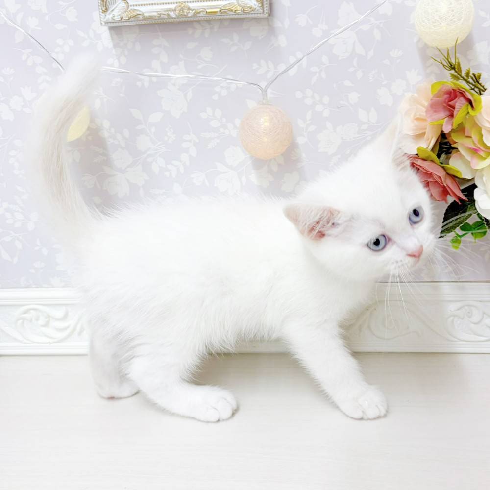 生体画像5