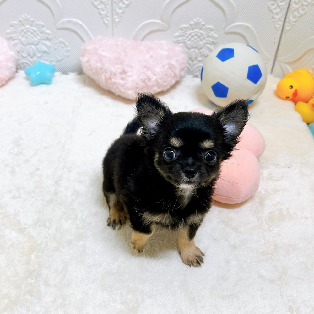 愛知県のチワワ(ロング) (犬の家＆猫の里岡崎店/2026年5月5日生まれ/女の子/ブラックタン)の子犬の1枚目の画像