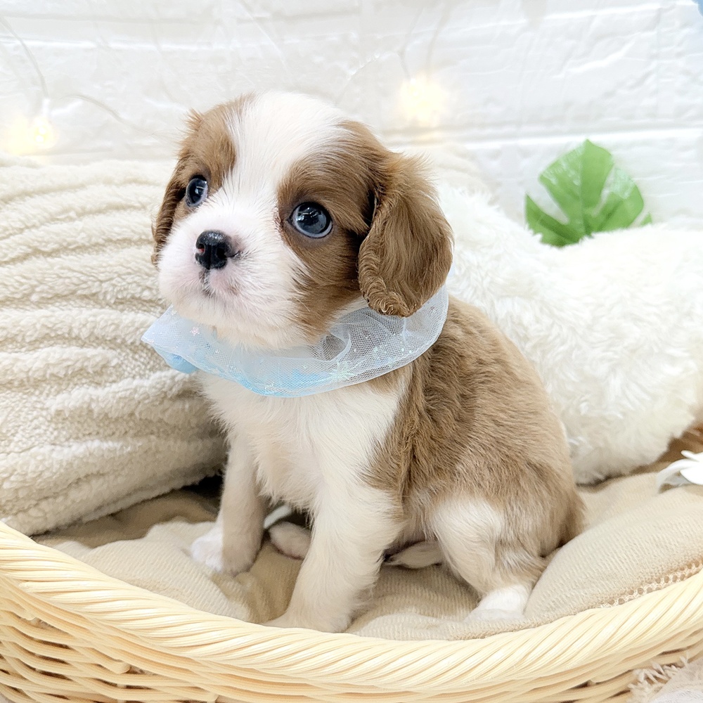静岡県のキャバリアキングチャールズスパニエル (犬の家＆猫の里富士店/2026年5月12日生まれ/男の子/ブレンハイム)の子犬の1枚目の画像