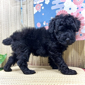 生体画像５
