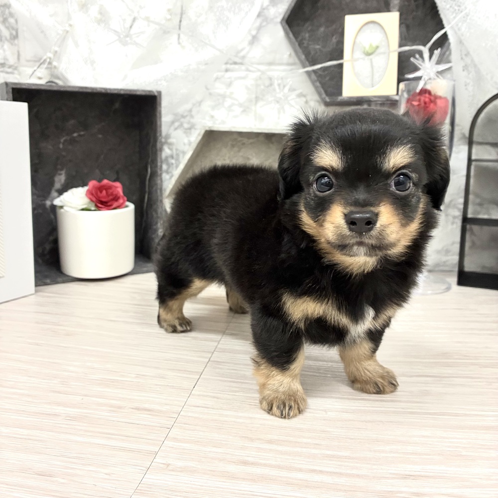 千葉県のチワックス(チワワ×ダックス) (犬の家＆猫の里ワンズモール稲毛店/2026年5月11日生まれ/女の子/ブラックタン)の子犬の1枚目の画像