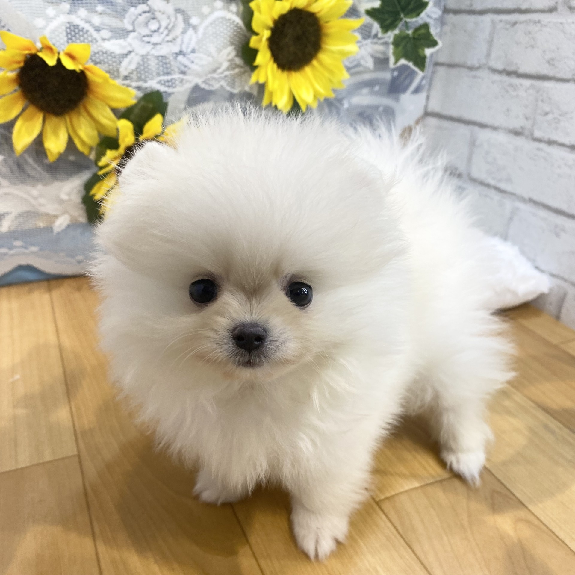 生体画像５