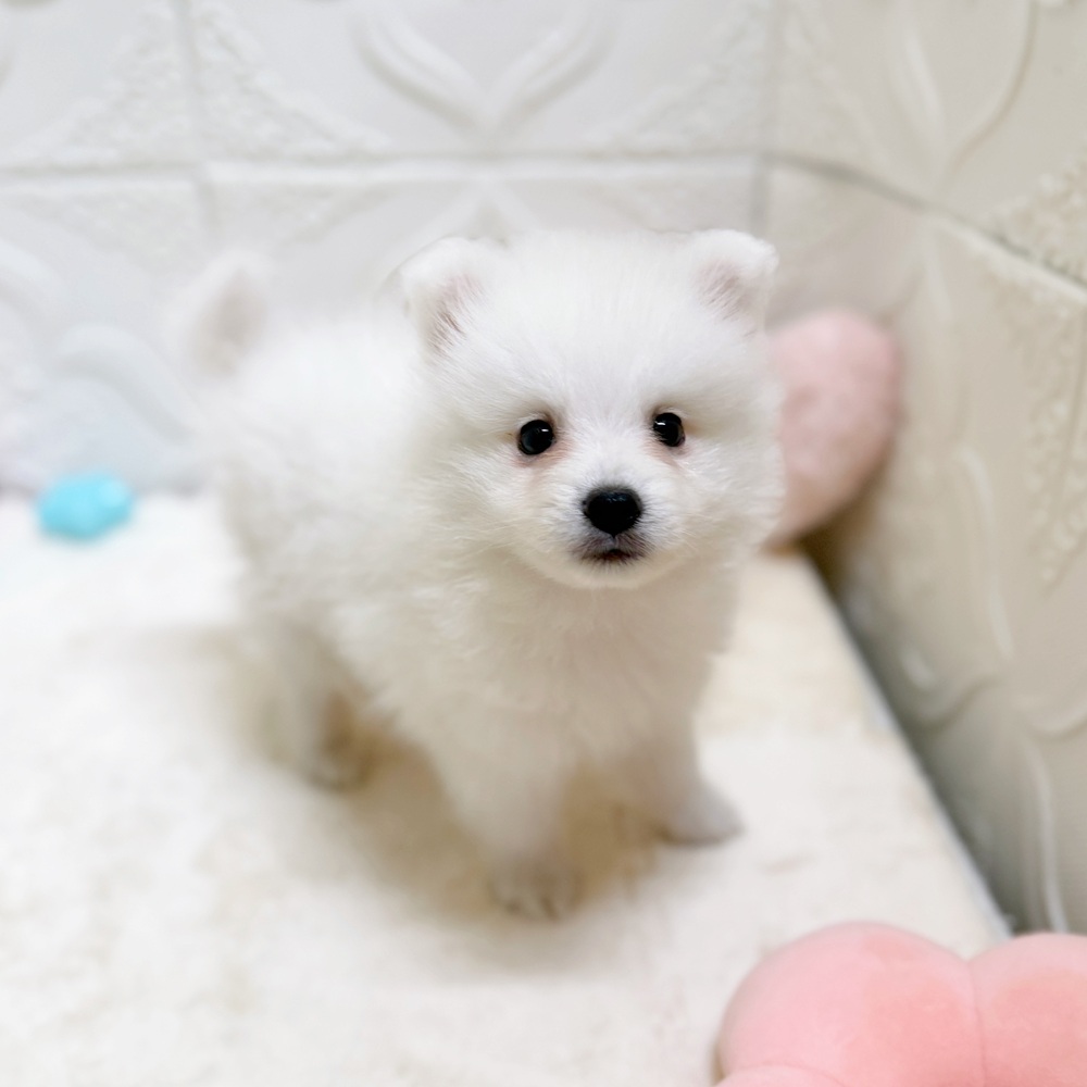 愛知県の日本スピッツ (犬の家＆猫の里岡崎店/2026年5月7日生まれ/男の子/ホワイト)の子犬の1枚目の画像