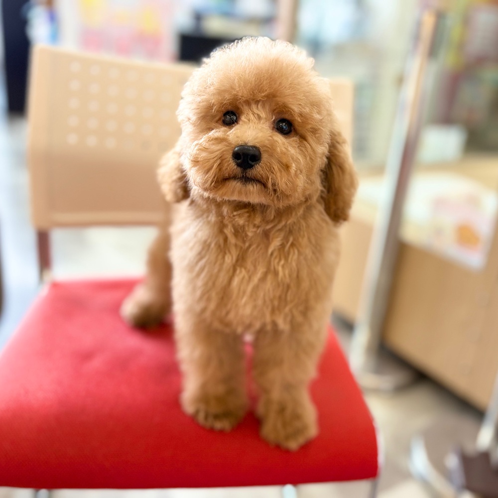 静岡県のトイプードル(トイ) (犬の家＆猫の里MEGAドン・キホーテ袋井店/2026年5月12日生まれ/男の子/アプリコット)の子犬の1枚目の画像