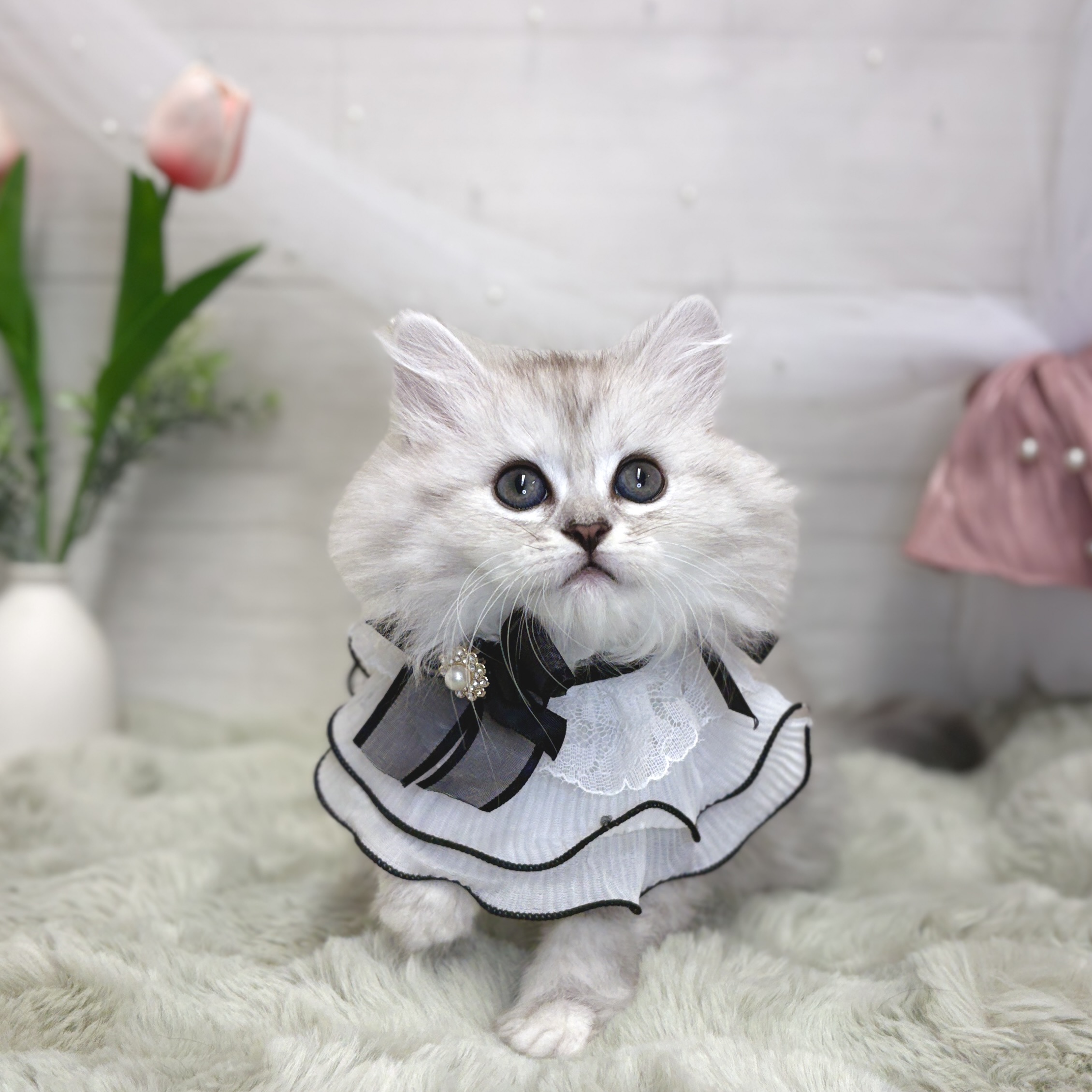 生体画像５
