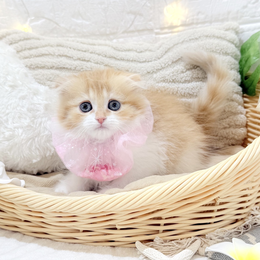 生体画像５