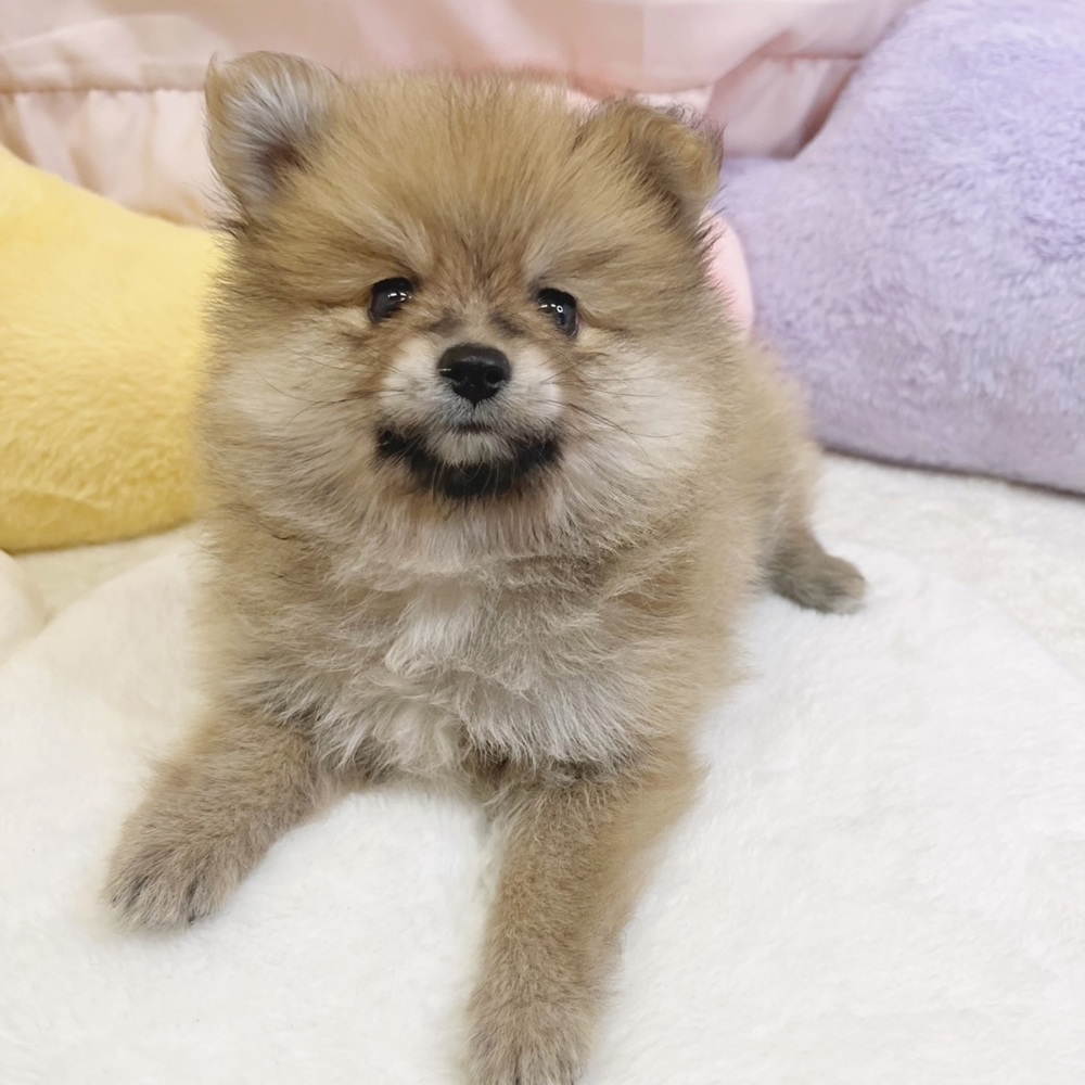 静岡県のポメラニアン (犬の家＆猫の里マークイズ静岡店/2026年5月11日生まれ/男の子/オレンジ)の子犬
