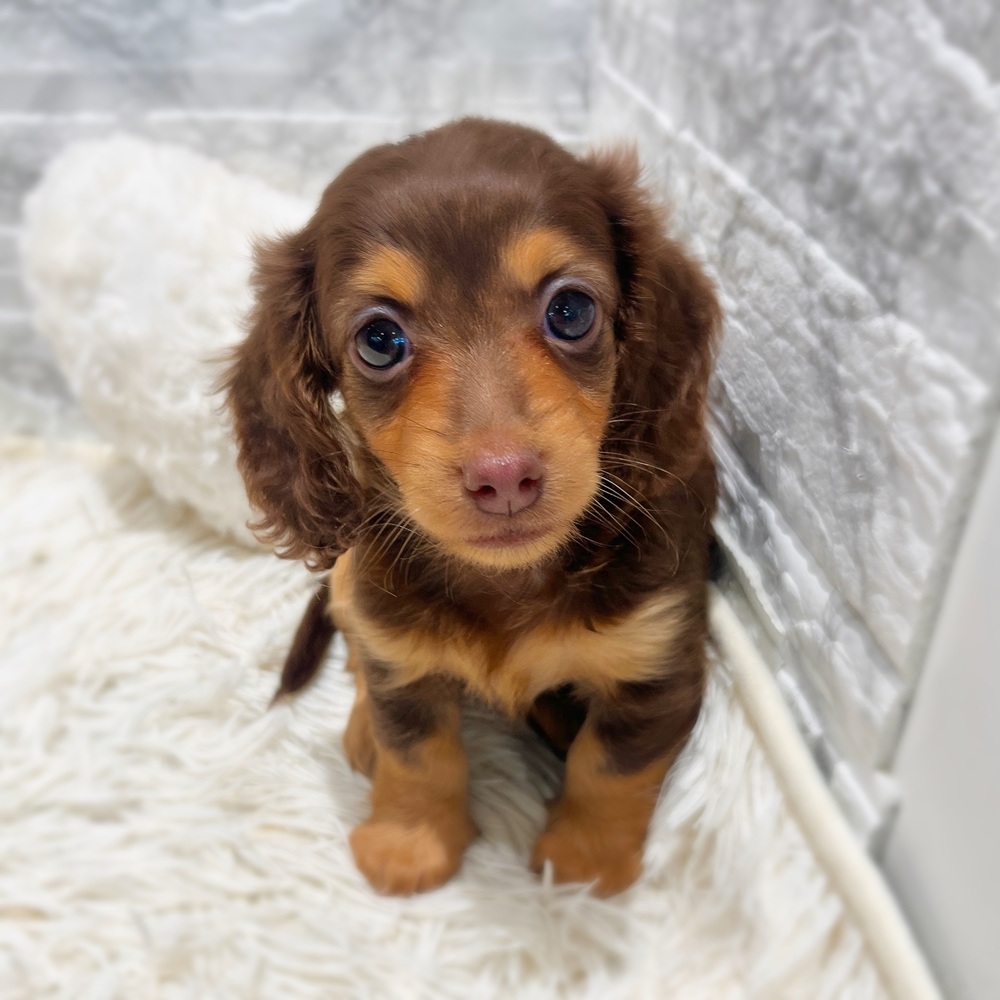 愛知県のミニチュアダックスフンド(ロング) (犬の家＆猫の里MiO香久山店/2026年5月10日生まれ/女の子/チョコレートタン)の子犬