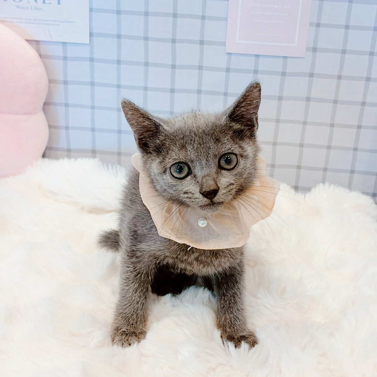 ブルー(青系)のロシアンブルーの子猫一覧 | ペットショップ 犬の家&猫