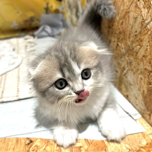 生体画像5