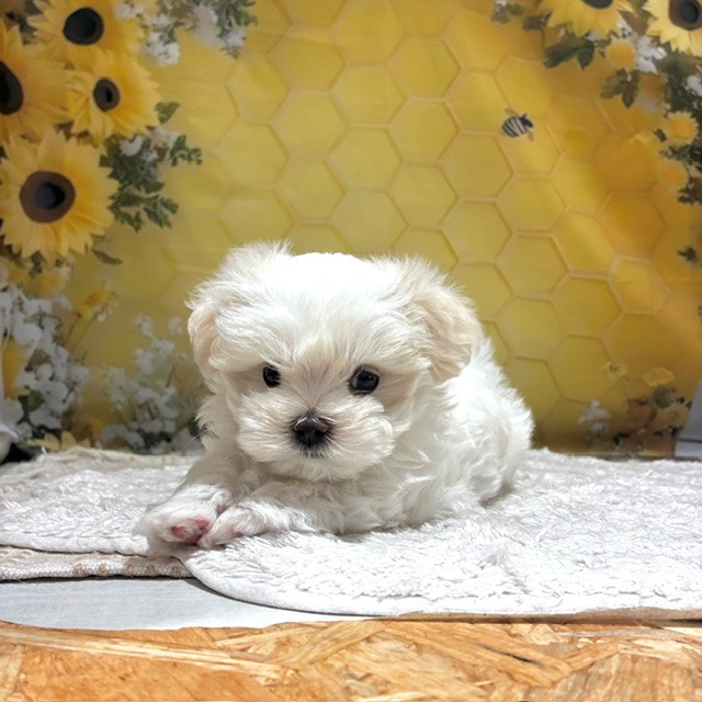 生体画像5