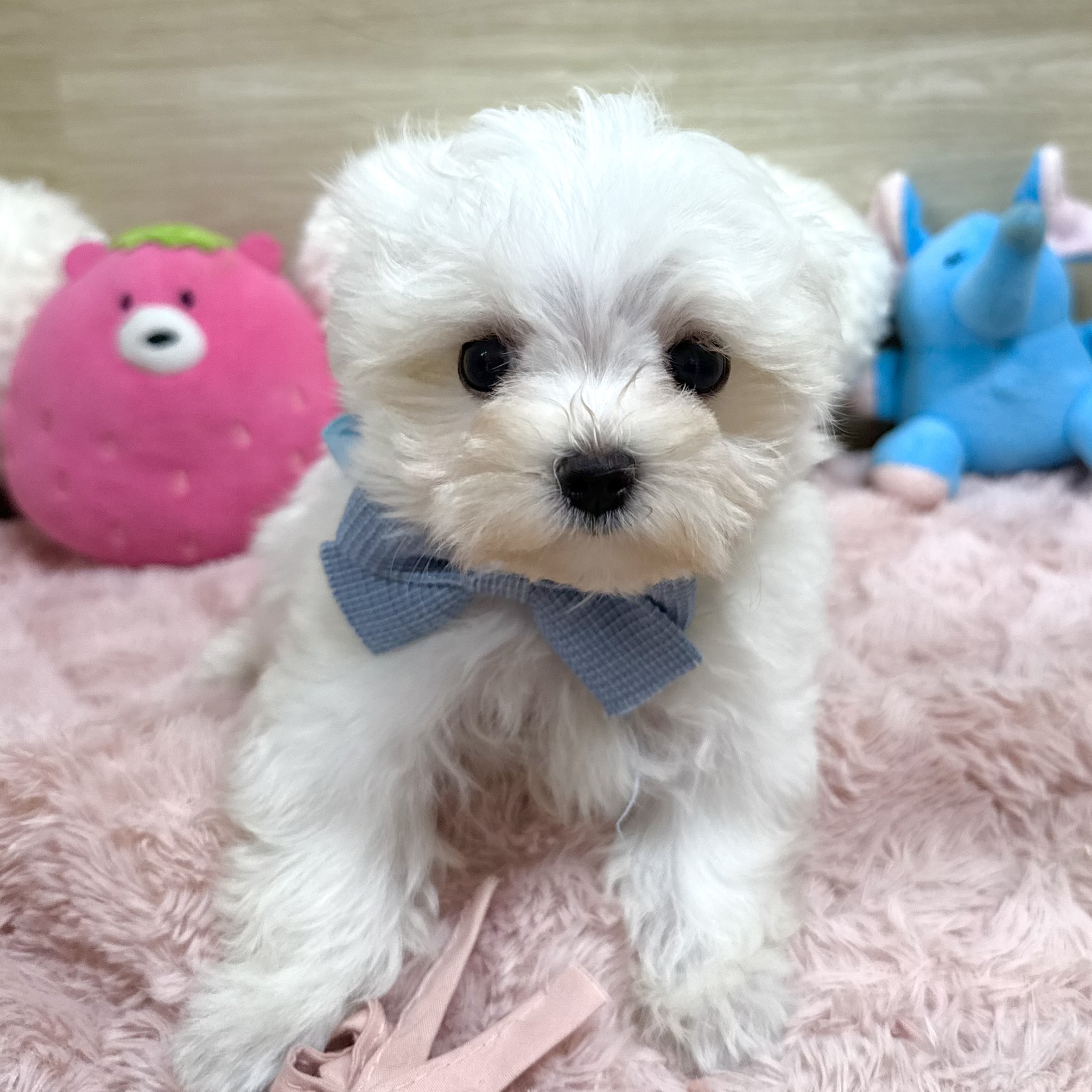 大阪府のマルチーズ (犬の家＆猫の里そよら東岸和田店/2026年5月10日生まれ/女の子/ホワイト)の子犬の1枚目の画像